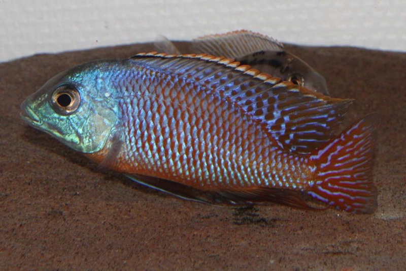 Protomelas taeniolatus 'Namalenje Island'